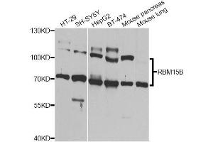 Western blot analysis of extracts of various cell lines, using RBM15B Antibody (ABIN6003605) at 1/1000 dilution.