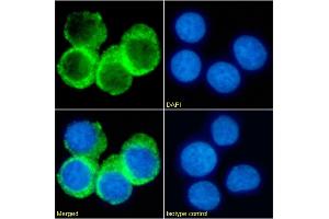 Immunofluorescence staining of fixed Daudi cells with anti-CD74 antibody LN-2. (Recombinant CD74 antibody)