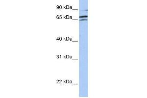 ARAF antibody used at 1 ug/ml to detect target protein.