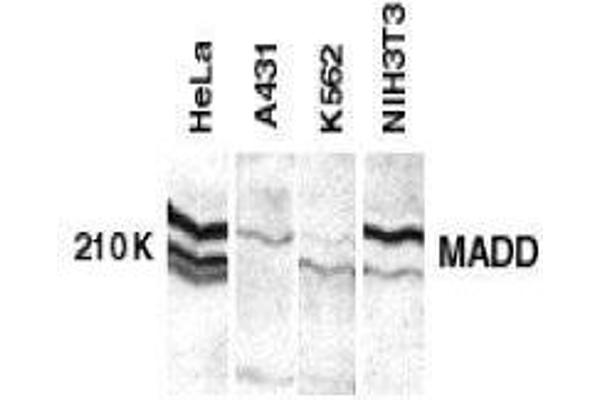 MADD anticorps  (C-Term)