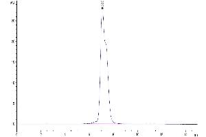 The purity of Human CD200 R1 is greater than 95 % as determined by SEC-HPLC. (CD200R1 Protein (AA 27-266) (Fc Tag))