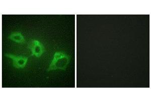 Immunofluorescence (IF) image for anti-Casein Kinase 1, alpha 1 (CSNK1A1) (Internal Region) antibody (ABIN6299683) (CSNK1A1 antibody  (Internal Region))