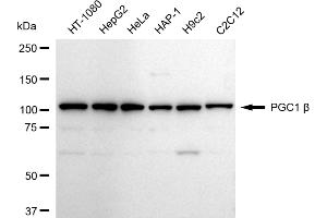 Western blotting analysis using PGC1 beta antibody (ABIN7799784).