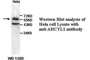 Image no. 1 for anti-Adenosylhomocysteinase-Like 1 (AHCYL1) (C-Term) antibody (ABIN791073) (AHCYL1 antibody  (C-Term))