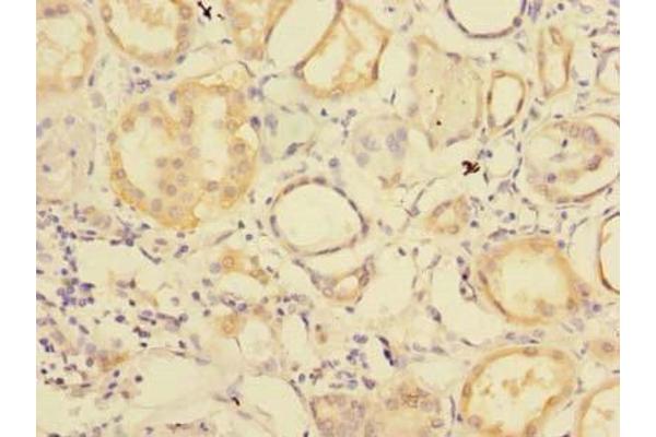 RNF181 antibody  (AA 2-153)