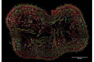 Immunohistochemistry staining (frozen sections) of murine tongue by anti-AHNAK1 antibody (EM-09, red). (AHNAK antibody  (N-Term))