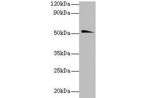 Western blot All lanes: Chrna1 antibody at 2 μg/mL + Hela whole lysate Secondary Goat polyclonal to rabbit IgG at 1/10000 dilution Predicted band size: 52 kDa Observed band size: 52 kDa (CHRNA1 antibody  (AA 21-230))
