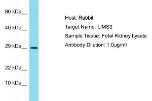 Host: Rabbit Target Name: LIMS4 Sample Tissue: Human Fetal Kidney Antibody Dilution: 1ug/ml (LIMS3 antibody  (N-Term))