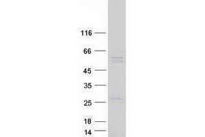 Validation with Western Blot (UBQLNL Protein (Myc-DYKDDDDK Tag))