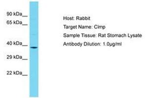 Image no. 1 for anti-CXADR-Like Membrane Protein (CLMP) (N-Term) antibody (ABIN6750324) (CLMP antibody  (N-Term))