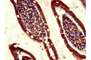 Immunohistochemistry of paraffin-embedded human small intestine tissue using ABIN7158464 at dilution of 1:100