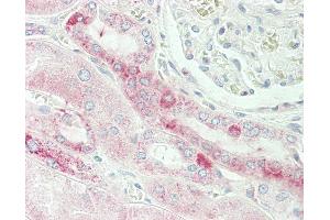 Anti-TMEM214 / FLJ20254 antibody IHC staining of human kidney. (TMEM214 antibody  (AA 38-66))