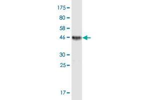 Western Blot detection against Immunogen (45. (BCMA antibody  (AA 1-184))