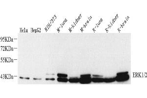Western Blot analysis of various samples using ERK1/2 Monoclonal Antibody at dilution of 1:1000. (ERK1/2 antibody)
