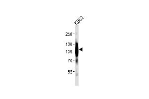 Western blot analysis of lysates from K562 cell line ,using mGluR6 Antibody (ABIN483908 and ABIN1533291).