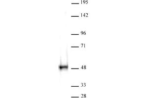 CTBP antibody (pAb) tested by Western blot. (PCBP2 antibody  (C-Term))