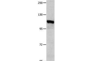 Western Blot analysis of K652 cell using IDE Polyclonal Antibody at dilution of 1:350 (IDE antibody)