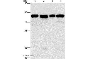 Western blot analysis of Hela, 231, hepG2 and Raji cell, using MAD1L1 Polyclonal Antibody at dilution of 1:500 (MAD1L1 antibody)