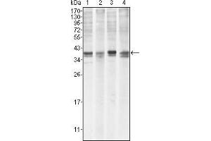 Western Blot showing MCL1 antibody used against Hela (1), BCBL-1 (2), Jurkat (3) and HL60 (4) cell lysate. (MCL-1 antibody)