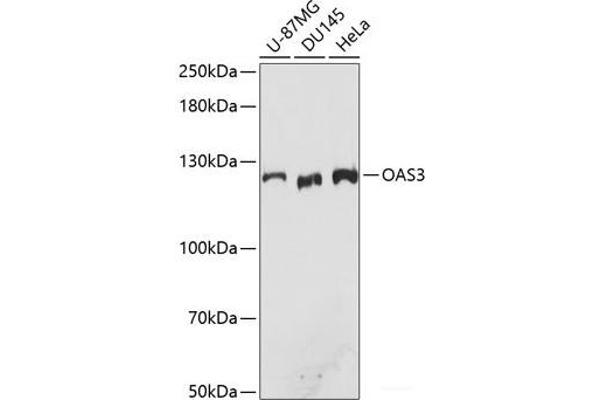 OAS3 antibody