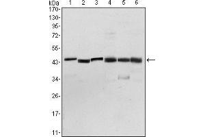 Western blot analysis using PDK1 mouse mAb against NIH/3T3 (1), Hela (2), Jurkat (3), HepG2 (4), PC-12 (5), and Cos7 (6) cell lysate. (PDPK1 antibody)