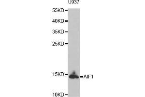 Western blot analysis of extracts of U937 cell line, using AIF1 antibody. (Iba1 antibody)