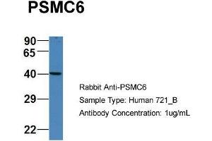 Host: Rabbit Target Name: PSMC6 Sample Type: Human 721_B Antibody Dilution: 1. (PSMC6 antibody  (C-Term))