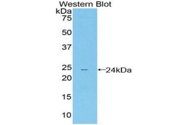 LILRB4 anticorps  (AA 24-206)