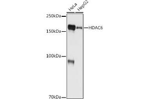 Western blot analysis of extracts of various cell lines, using HD antibody (ABIN7267711) at 1:1000 dilution. (HDAC6 antibody)