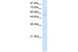 GTF3C5 antibody used at 0. (GTF3C5 antibody  (C-Term))
