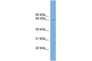 WB Suggested Anti-NRBP1  Antibody Titration: 0. (NRBP1 antibody  (N-Term))