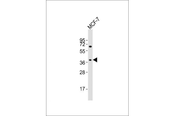 OR11H4 antibody  (C-Term)