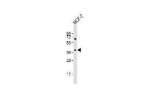 Anti-OR11H4 Antibody (C-term)at 1:2000 dilution + MCF-7 whole cell lysates Lysates/proteins at 20 μg per lane. (OR11H4 antibody  (C-Term))