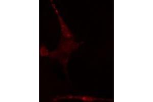 ABIN6275637 staining  NIH-3T3 cells by IF/ICC. (TCF7L1 antibody  (Internal Region))