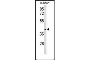 Western blot analysis of OPRM1 Antibody (Center) in mouse heart tissue lysates (35ug/lane). (Mu Opioid Receptor 1 antibody  (Middle Region))