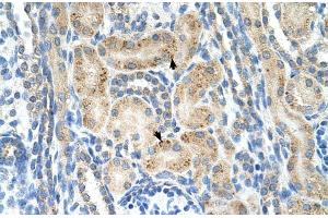 Human kidney (NrCAM antibody  (N-Term))