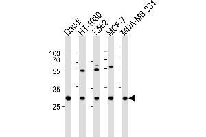 Western blot analysis of lysates from Daudi, HT-1080, K562, MCF-7, MDA-MB-231 cell line (from left to right), using PNP Antibody (Center) (ABIN6242481 and ABIN6577515). (PNP antibody  (AA 145-178))