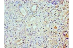 Immunohistochemistry of paraffin-embedded human kidney tissue using ABIN7168003 at dilution of 1:100