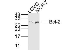 Lane 1: LOVO lysates Lane 2: MCF-7 lysates probed with Bcl-2 Polyclonal Antibody, Unconjugated  at 1:300 dilution and 4˚C overnight incubation. (Bcl-2 antibody)