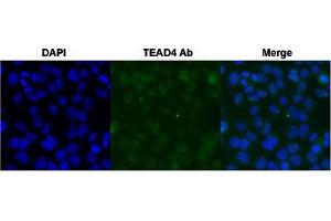 Immunofluorescent staining of HeLa cell with TEAD4 polyclonal antibody  under 4 ug/mL working concentration. (TEAD4 antibody  (AA 295-344))