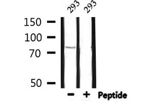 Western blot analysis of extracts from 293, using BARD1 Antibody. (DMC1 antibody  (Internal Region))