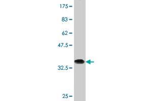 Western Blotting (WB) image for anti-Double-stranded RNA-binding protein Staufen homolog 2 (STAU2) (AA 2-90) antibody (ABIN565316)