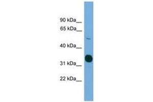 Image no. 1 for anti-serine/threonine Kinase 11 (STK11) (AA 317-366) antibody (ABIN6745526) (LKB1 antibody  (AA 317-366))