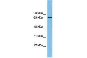 Image no. 1 for anti-Glutamate Dehydrogenase 2 (GLUD2) (AA 71-120) antibody (ABIN6745073)