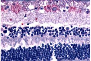 Anti-GPR75 antibody  ABIN1048869 IHC staining of human eye, retina. (GPR75 antibody  (C-Term))