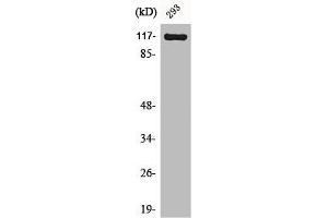 Western Blot analysis of NIH-3T3 cells using Cacna2d4 Polyclonal Antibody