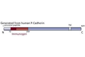 Image no. 3 for anti-P-Cadherin (CDH3) (AA 72-259) antibody (ABIN967840) (P-Cadherin antibody  (AA 72-259))