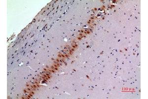 Immunohistochemistry (IHC) analysis of paraffin-embedded Mouse Brain, antibody was diluted at 1:100. (BMP8A antibody  (Internal Region))