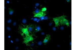 Immunofluorescence (IF) image for anti-BAI1-Associated Protein 2 (BAIAP2) antibody (ABIN1496806) (BAIAP2 antibody)