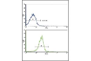 Flow cytometric analysis of widr cells using SRC Antibody (C-term)(bottom histogram) comred to a negative control cell (top histogram).